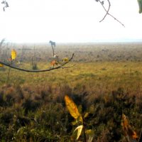 Поздняя осень...Конь в осеннем мареве! :: Владимир 