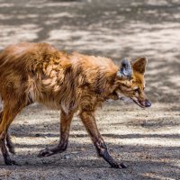 Гривистый волк :: SanSan 