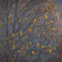 **** :: Елизавета .