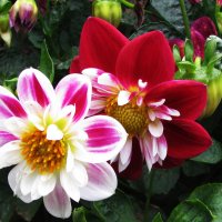 Красавицы :: Людмила Смородинская