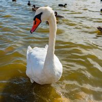 лебеди :: Дмитрий Лупандин лебеди :: Дмитрий Лупандин