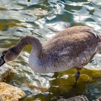старший брат :: Дмитрий Лупандин