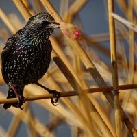 Добытчик... :: Николай Саржанов