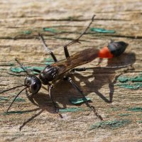 Песочная оса :: Александр Лычагин Песочная оса :: Александр Лычагин