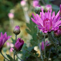 осень :: Николай 