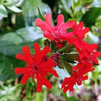 Цветы. :: Владимир Драгунский