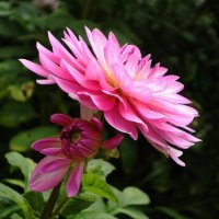 Георгина :: Рита Симонова