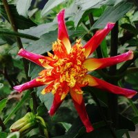 Георгина :: Рита Симонова