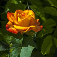 Оранжевая роза Флорибунда :: Валентин Семчишин