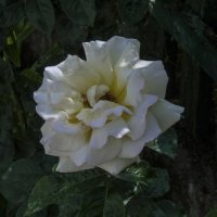 Белая  роза Далия :: Валентин Семчишин