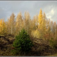 Золотая осень :: Aleksandr Gal