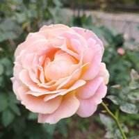 ,,, :: Сергей Тимоновский