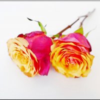 РОЗЫ... :: Elvira E. 