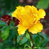 Роза в конце сентября :: Светлана 