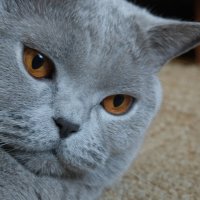 Кот Масик :: Лютый Дровосек Кот Масик :: Лютый Дровосек