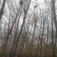 Листопад :: Андрей Хлопонин