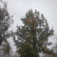 Дубок. :: Андрей Хлопонин Дубок. :: Андрей Хлопонин