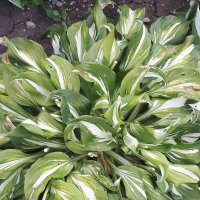 ХОСТА :: СЕРГЕЙ ФИЛОЧКИН