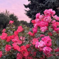 Розы :: Анна Камс