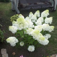 ГОРТЕНЗИЯ :: СЕРГЕЙ ФИЛОЧКИН