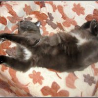 Блаженство :: Ольга Довженко Блаженство :: Ольга Довженко