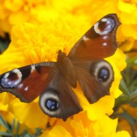 ** :: Зоя Мишина