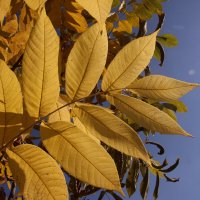 Осень :: Евгения Каравашкина