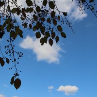 *** :: Евгения Каравашкина