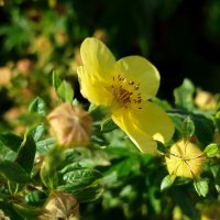 Курильский чай :: светлана льдокова