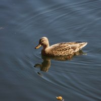 Дикая :: Наталия Григорьева