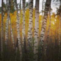 * :: Александр Иванов