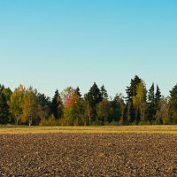 "Осенний марафон"..... сейчас выйдут грибники :) :: Роман никандров