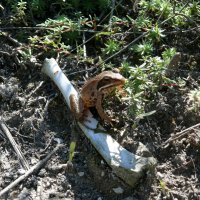 *** :: Елена Елена *** :: Елена Елена