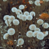 Вечер :: Larisa Kuznetsova