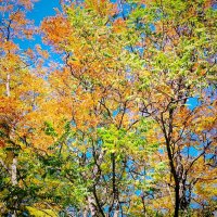Осенняя палитра :: Надежда Осенняя палитра :: Надежда