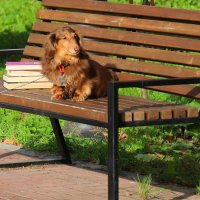 собака читака :: Владимир иванов