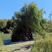 Сентябрь в парке Октября :: Нина Бутко