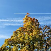 *** :: Любимова Ольга 