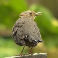 ... :: Вячеслав Минаев