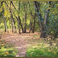 Золотая осень :: marmorozov Морозова