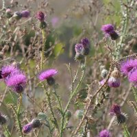 И в сентябре всё ещё собирают нектар... :: Татьяна Машошина