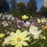 Космея :: Pippa 