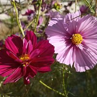 Космея :: Pippa 