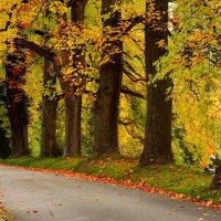 Осенняя дорожка :: Юрий. Шмаков Осенняя дорожка :: Юрий. Шмаков