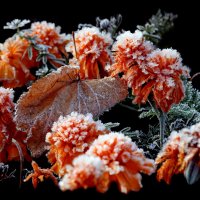 Бархатцы утром 1 октября на ВДНХ :: Михаил Бибичков