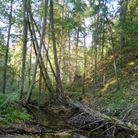 Лесное зеркало :: Анна Воробьева