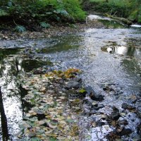 Осень в холодных тонах :: Анна Воробьева