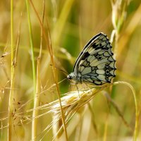 опять про бабочек 30 :: Александр Прокудин опять про бабочек 30 :: Александр Прокудин