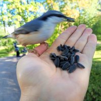 Поползень :: Сапсан 