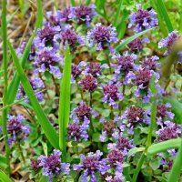 ПРИТОК ОЙГАИНГА. h- 2800м :: Виктор Осипчук